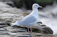 Glaucous Gull (Adult Summer)