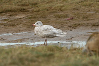 Glaucous Gull (2nd Winter)
