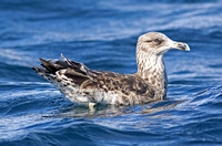 Kelp Gull (2nd Winter)