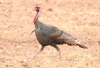 Wild Turkey (Male)