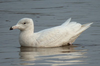 Glaucous Gull (1st Winter)