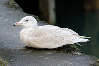 Glaucous Gull (1st Winter)