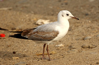 Grey-headed (Grey-hooded) Gull (1st Winter)