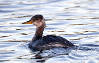 Red-necked Grebe (1st Winter)