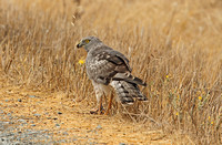 Northern Harrier (Adult Male)