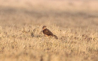 Northern Harrier (Juvenile Male)