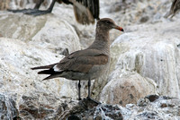 Heermans Gull (2nd Winter)