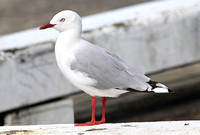 Red-billed Gull (Adult)