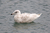Iceland Gull (1st Winter)