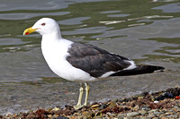 Kelp Gull (Adult Summer)