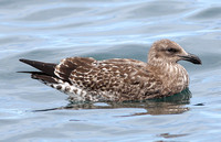 Kelp Gull (1st Winter)