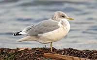 Mew Gull (Adult Winter)