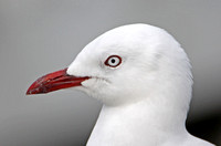 Red-billed Gull (Adult)