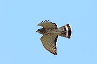 Broad-winged Hawk (Adult)