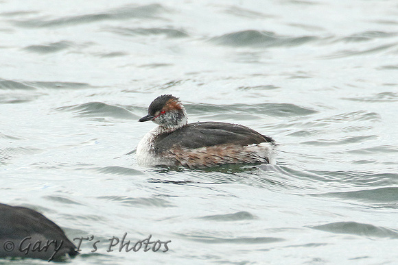 Slavonian Grebe (Adult Moulting)