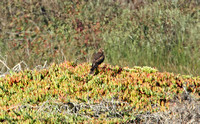 Northern Harrier (Juvenile)