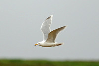 Nelson's Gull (Herring x Glaucous Gull)