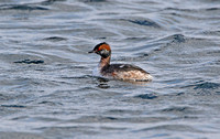 Slavonian Grebe (Adult Moulting)