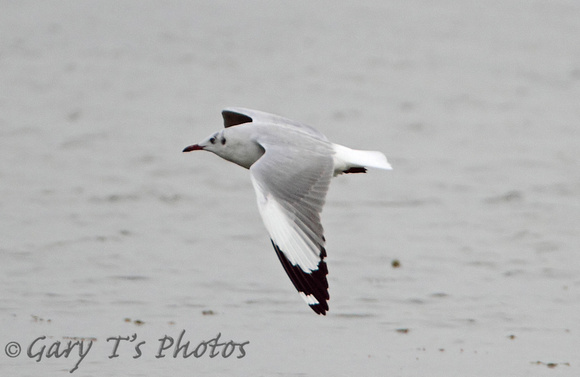 Brown-headed Gull (Adult Winter)