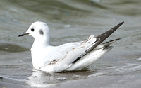Bonapartes Gull (1st Winter)