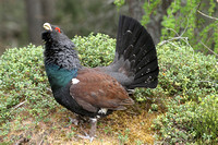 Capercaillie (Male)