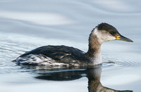Red-necked Grebe (Adult Winter)