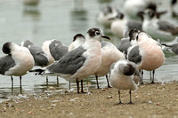 Franklins Gull (Adults Moulting)
