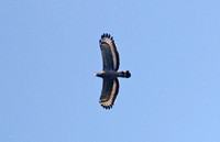 Crested Serpent Eagle (Adult)
