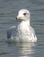 Ring-billed Gull (2nd Winter)