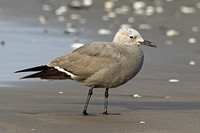 Grey Gull (Adult Winter)