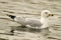 Ring-billed Gull (Adult Moulting)