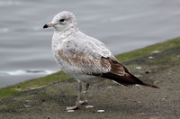 Ring-billed Gull (1st Winter)