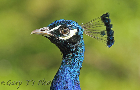 Indian Peafowl (Male)