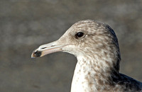 California Gull (1st Winter)