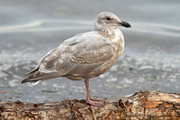 Glaucous-winged Gull (2nd Winter)