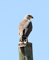 Grey Hawk (Adult)