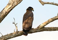 Crested Serpent Eagle (Adult)