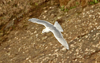 Kumliens Gull (Adult Winter)