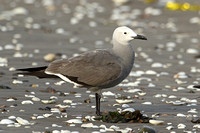 Grey Gull (Adult Summer)