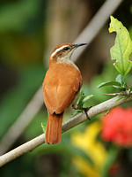 Wing-banded Hornero