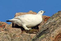 Ptarmigan (Female Winter)