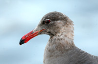 Heermans Gull (Adult Winter)