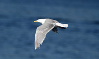 Glaucous-winged Gull (Adult Summer)