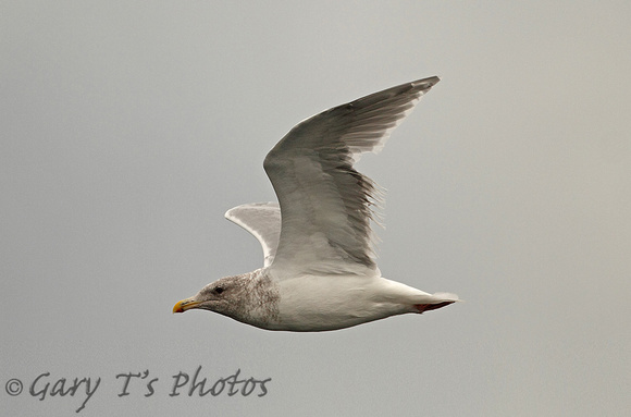 Glaucous-winged Gull (Adult Winter)