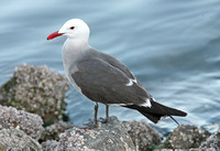 Heermans Gull (Adult Summer)