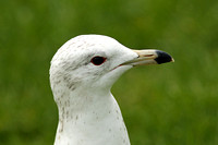 Ring-billed Gull (1st Summer)