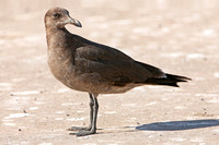 Heermans Gull (1st Winter)