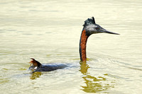Great Grebe (Adult Summer)