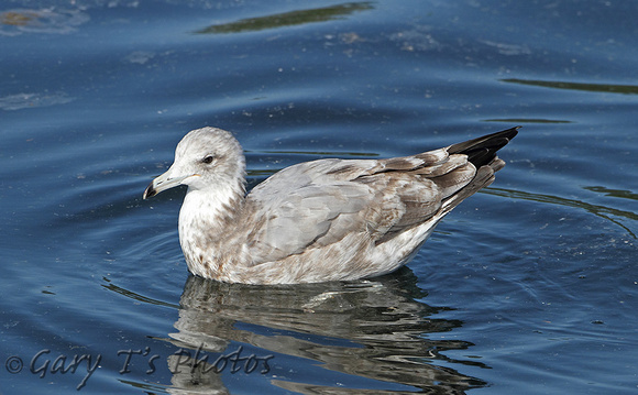 California Gull (2nd Winter)