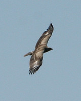 Lesser Spotted Eagle (Sub-adult)